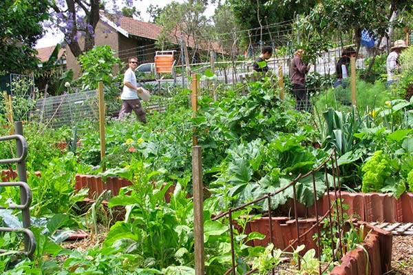 Jardin partagé en permaculture.