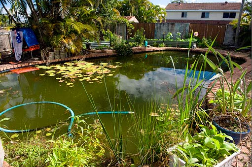 Une piscine recyclé en aquaculture