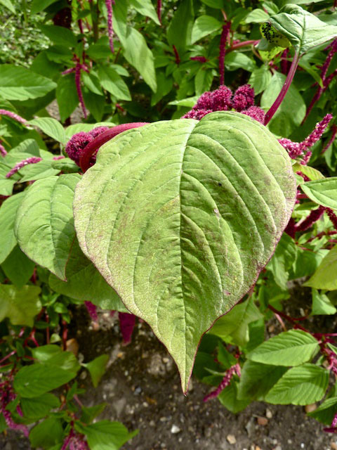 Feuille d'Amarante (Amaranthus caudatus).