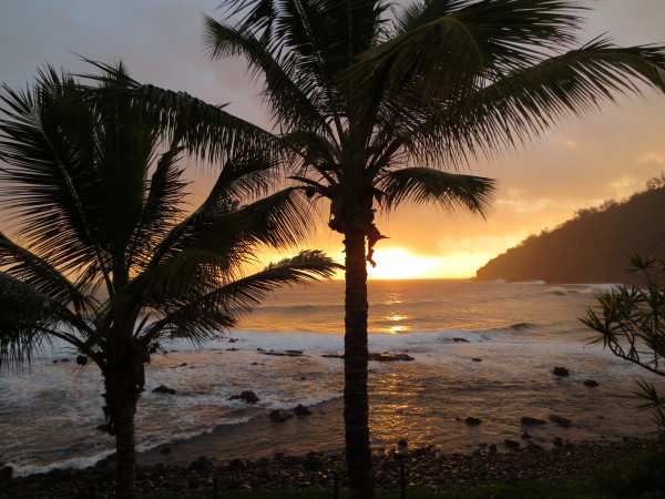 Au delà de la carte postale, le cocotier est une plante d'une grande utilité pour pratiquer la permaculture en milieu tropical.