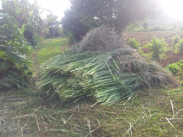 Permaculture tropicale : Le vétiver comment le récolter et l