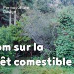 Zoom sur la forêt comestible ou jardin forêt en permaculture