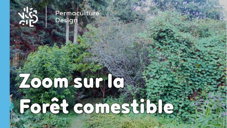 Zoom sur la forêt comestible ou jardin forêt en permaculture