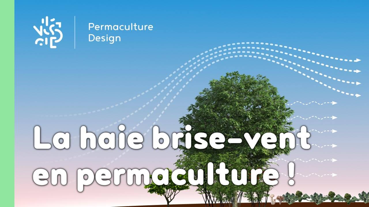 La haie brise-vent en permaculture