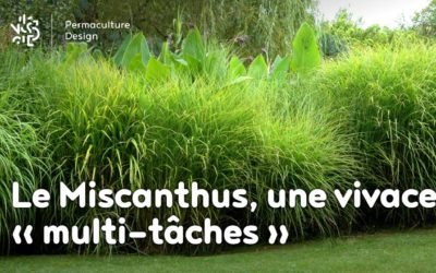 Le miscanthus, une plante vivace multifonction très permaculture !!!