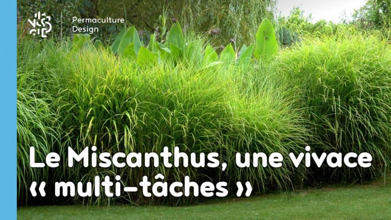 Le miscanthus est une plante vivace multifonction très utile dans un jardin en permaculture
