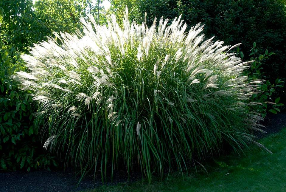 Finistère. L'envahissante herbe de la pampa va-t-elle faire