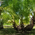 Le cocotier et ses usages en Permaculture tropicale.