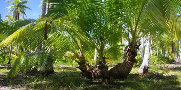 Le cocotier et ses usages en Permaculture tropicale.