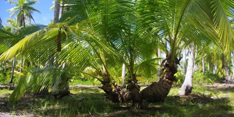 Le cocotier et ses usages en Permaculture tropicale.