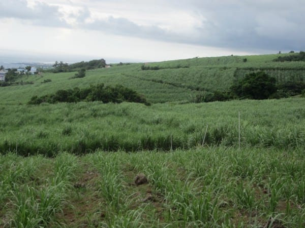 Permaculture tropicale : les sols agricoles pauvres en milieux tropicaux