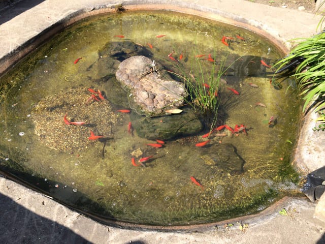 Bassin poisson rouge dans jardin permaculture