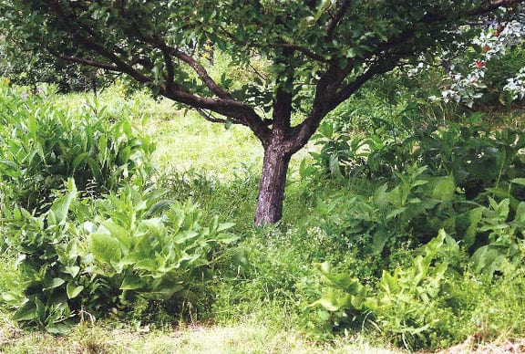 Découvrez un verger en permaculture existant, retour d'expériences, arbres fruitiers utilisés, les bonnes associations, comment procéder…