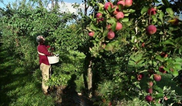 Découvrez un verger en permaculture existant, retour d'expériences, arbres fruitiers utilisés, les bonnes associations, comment procéder…