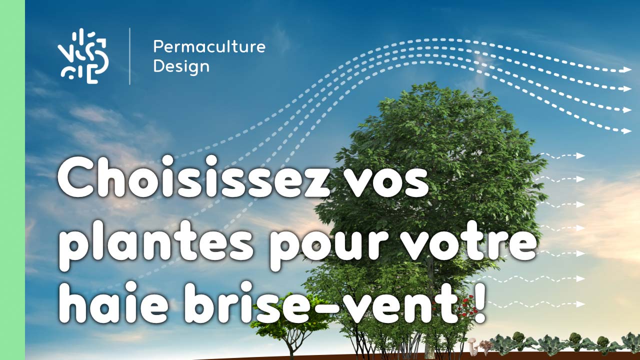 Choisissez vos plantes pour votre haie brise-vent !