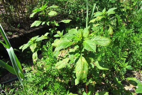 Découvrez une formation vidéo sur les plantes sauvages comestibles et médicinales avec beaucoup de recettes pour les connaître et les utiliser au quotidien