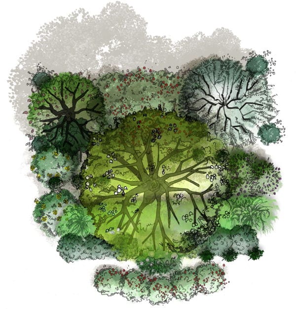 Ici illustrée, la guilde du pêcher, un bel exemple d'associations de végétaux en permaculture pour créer une forêt comestible et cultiver son abondance !