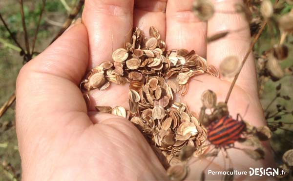 Produire ses semences potagères