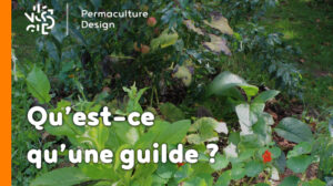 Qu’est-ce qu’une guilde ?