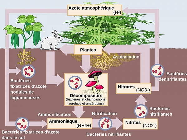 L'azote est essentiel à la vie et la fertilité de nos jardins en permaculture car c'est un nutriment pour la croissance de nos plantes.