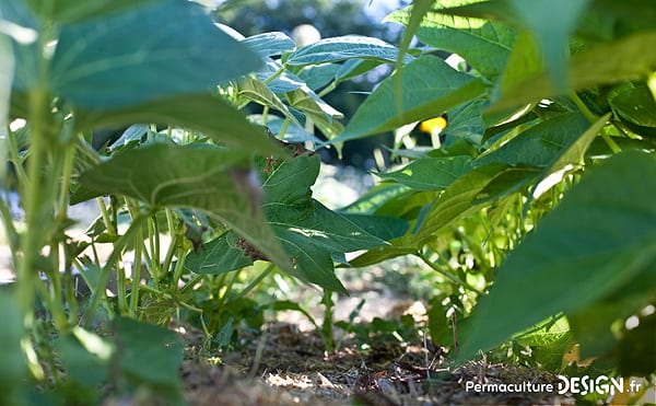 L'azote est essentiel à la vie et la fertilité de nos jardins en permaculture car c'est un nutriment pour la croissance de nos plantes.