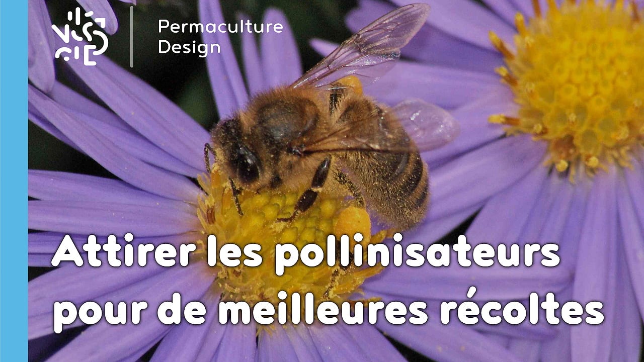 Les tournesols ont des motifs imperceptibles qui attirent les pollinisateurs