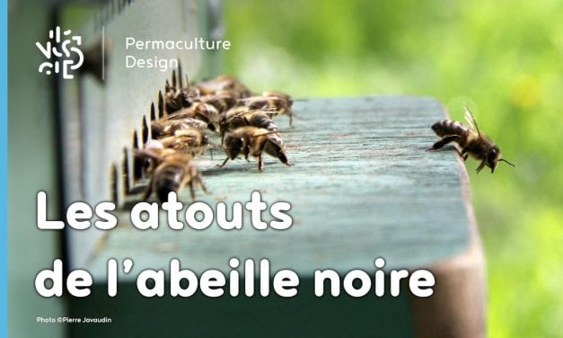 Pourquoi réintroduire l’abeille noire en apiculture ?