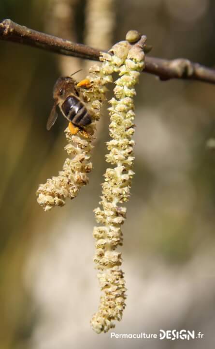 | Parfaitement adaptée à son contexte, l’abeille noire mérite une place de choix dans l’apiculture naturelle. |