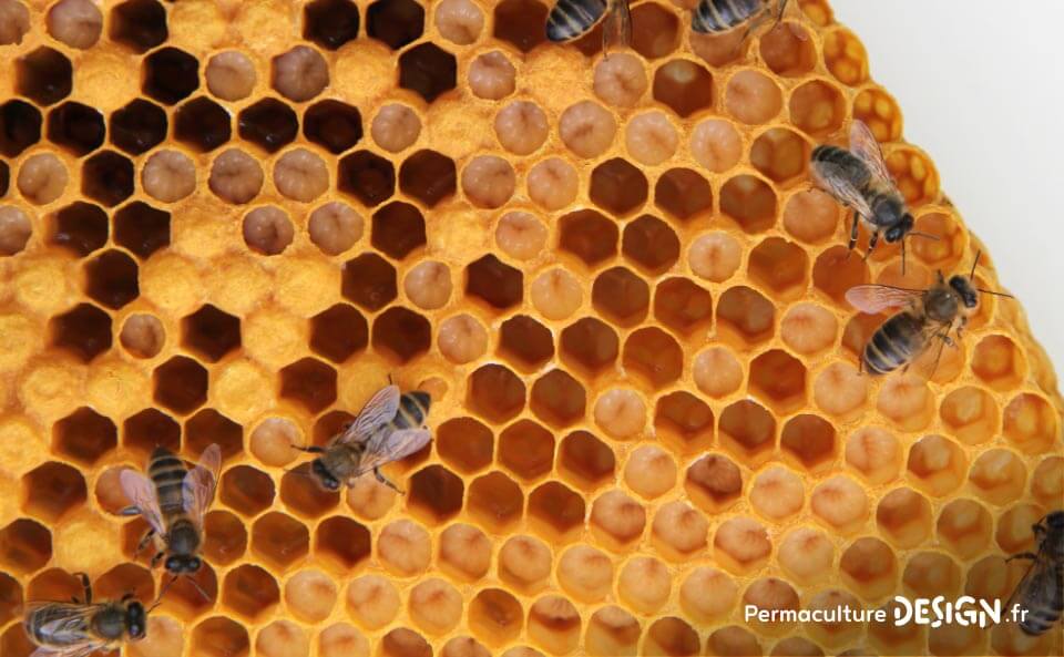 | Parfaitement adaptée à son contexte, l’abeille noire mérite une place de choix dans l’apiculture naturelle. |