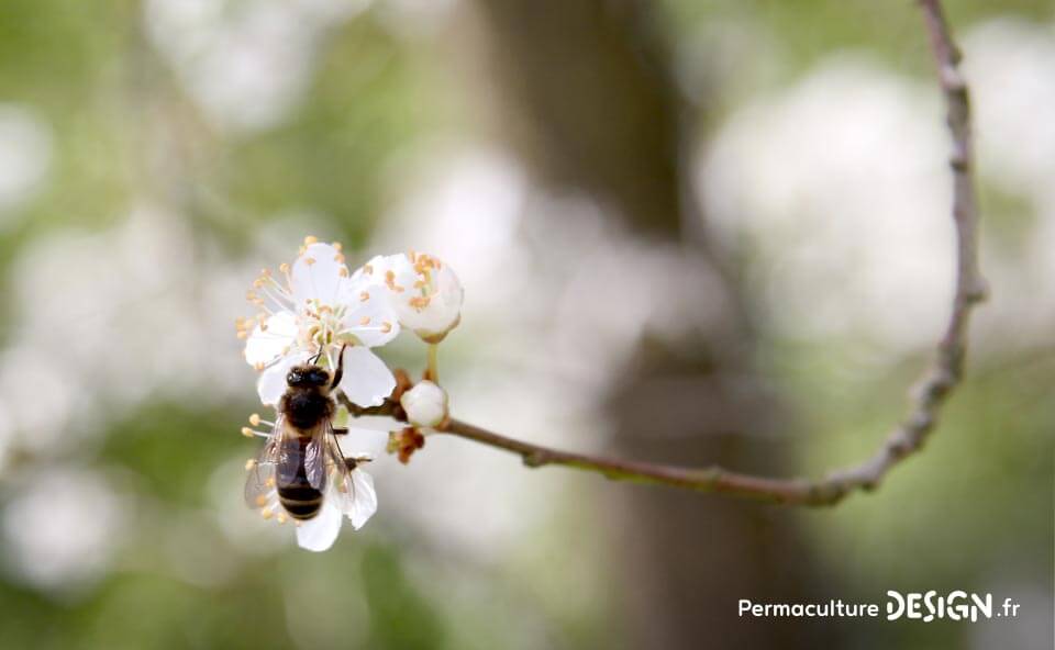 Parfaitement adaptée à son contexte, l’abeille noire mérite une place de choix dans l’apiculture naturelle.