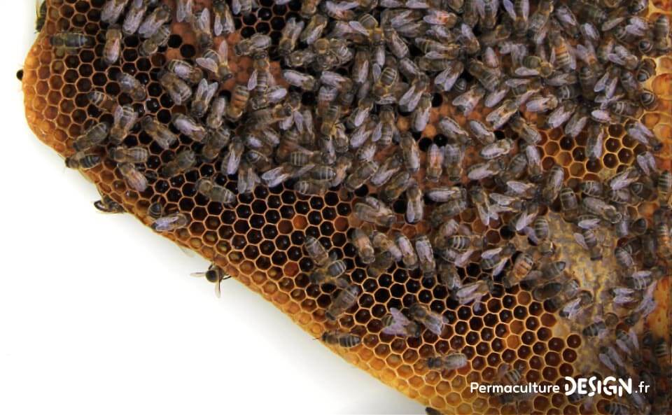 Parfaitement adaptée à son contexte, l’abeille noire mérite une place de choix dans l’apiculture naturelle.