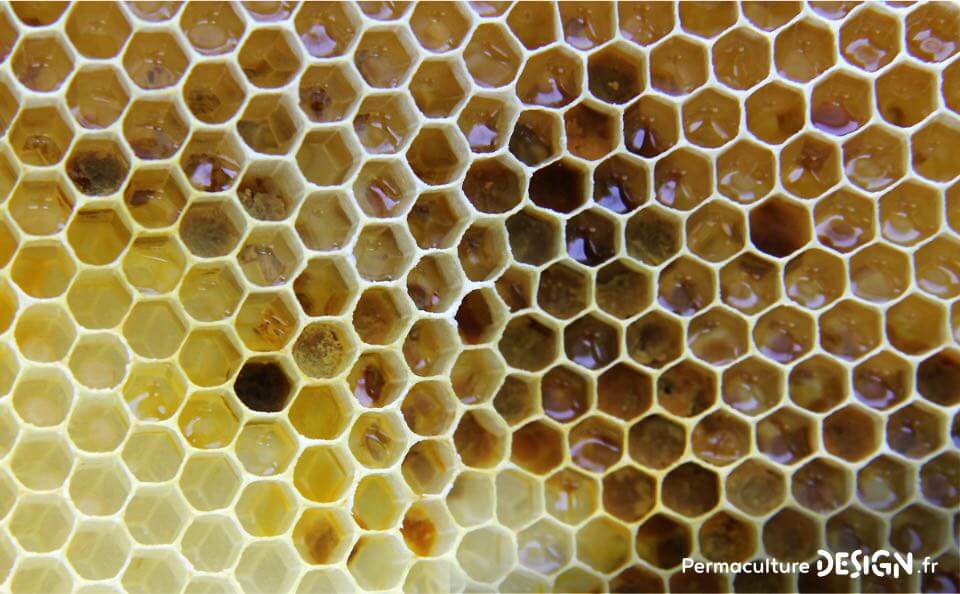 L’apiculture naturelle et ses bienfaits pour agir contre le déclin des populations d’abeilles.