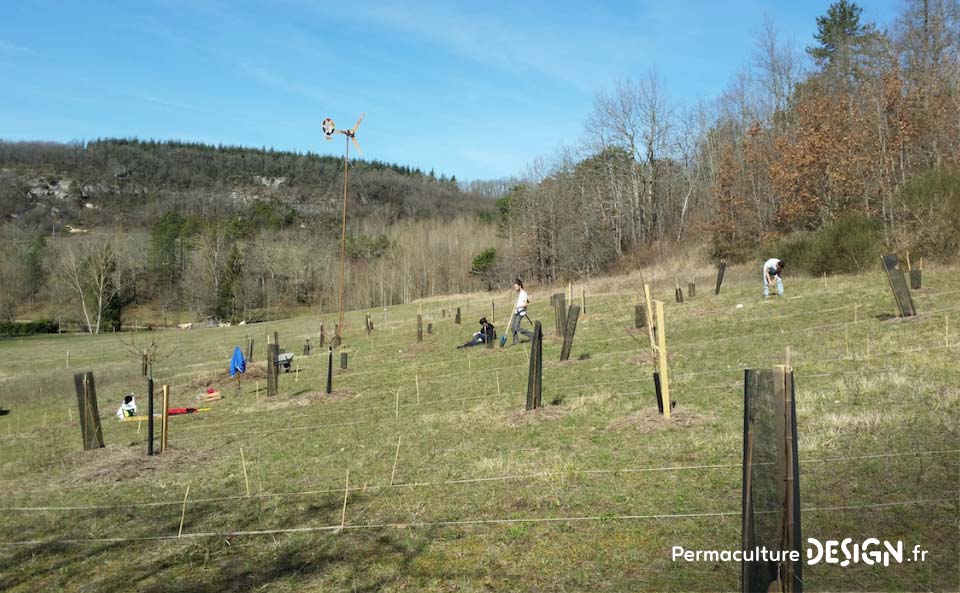 Suivi de la création d’un jardin forêt comestible en permaculture.