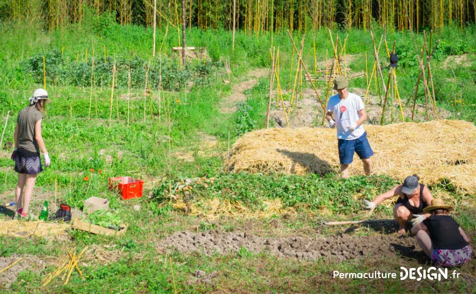 Suivi de la création d’un jardin forêt comestible en permaculture.