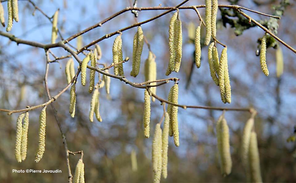 Avoir une ruche dans son jardin pour faire du miel