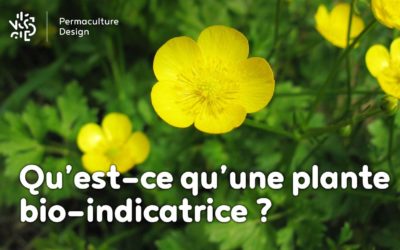 Qu’est-ce qu’une plante bio-indicatrice et que dit-elle sur votre sol ?
