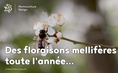 Les meilleures plantes mellifères pour nourrir vos abeilles toute l’année !