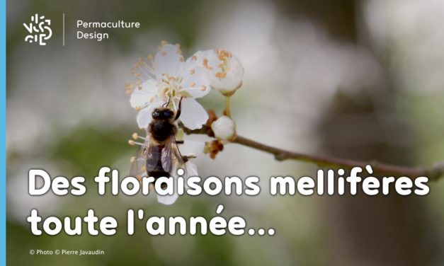 Les meilleures plantes mellifères pour nourrir vos abeilles toute l’année !