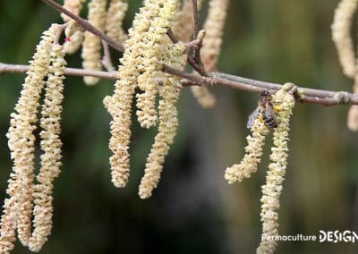 Liste des meilleures plantes mellifères pour nourrir les abeilles avec des floraisons toute l’année