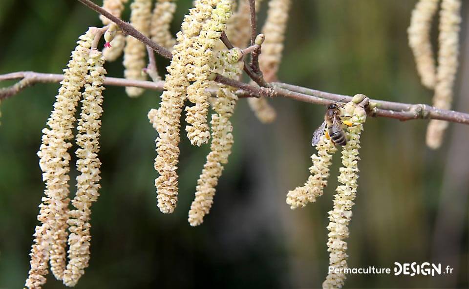 Le framboisier : floraison, vertus et intérêt pour l'apiculture