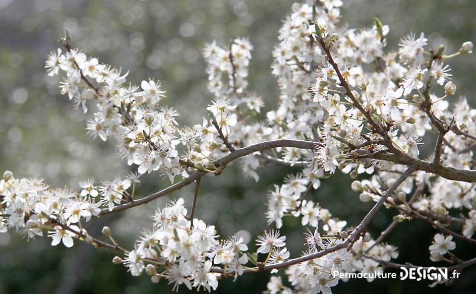Liste des meilleures plantes mellifères pour nourrir les abeilles avec des floraisons toute l’année
