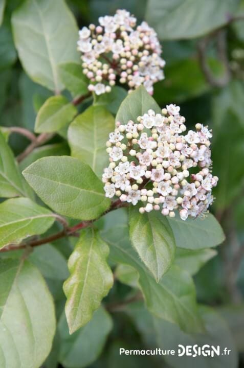 Liste des meilleures plantes mellifères pour nourrir les abeilles avec des floraisons toute l’année