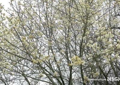 Liste des meilleures plantes mellifères pour nourrir les abeilles avec des floraisons toute l’année