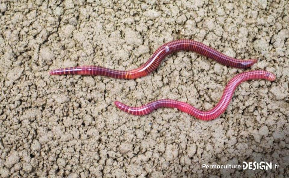 Le vermicomposteur : une boîte à vers pour faire son compost