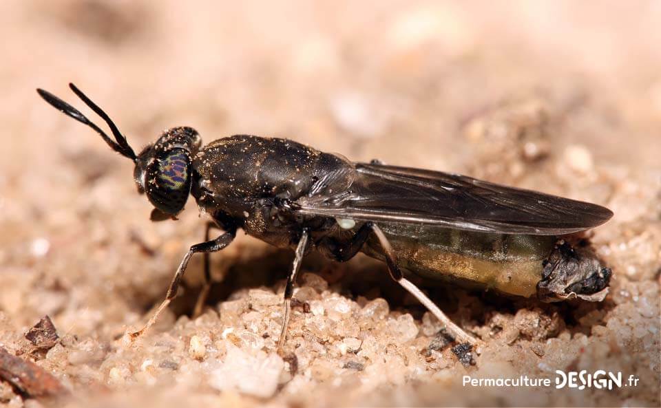 Le vermicomposteur : une boîte à vers pour faire son compost