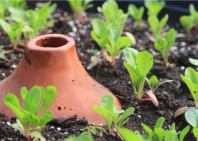 Avec sa petite ferme urbaine à Pasadena en Californie, la famille Dervaes développe son autonomie alimentaire et tend vers l’autosuffisance.