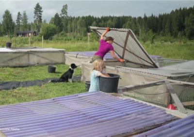 Le film sur Ridgedale Permaculture en Suède nous plonge dans le quotidien de celles et ceux qui font de cette ferme un lieu innovant et régénérateur.