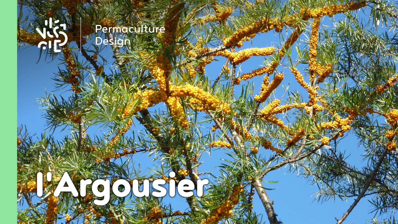 L’Argousier