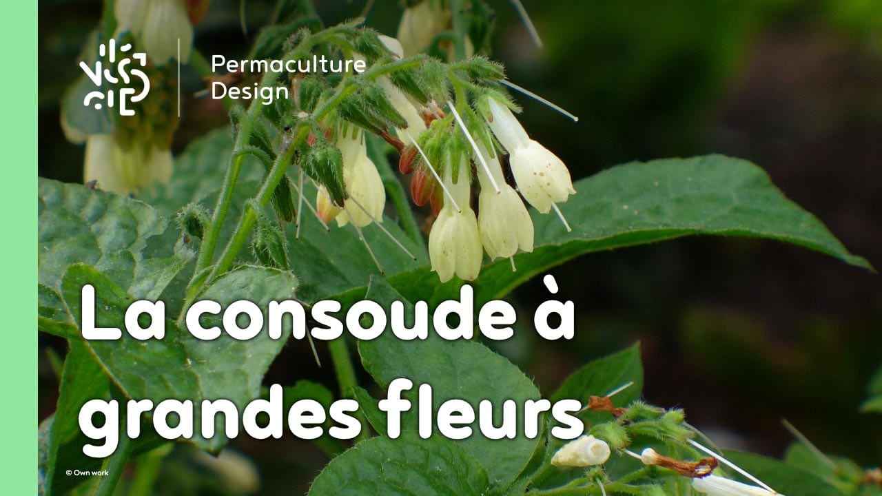 La consoude à grandes fleurs