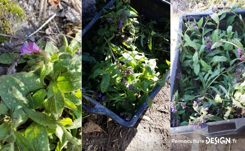 Suivi de la création d’un jardin-forêt comestible en permaculture au sein de la communauté du projet TERA.